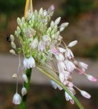 Allium paniculatum