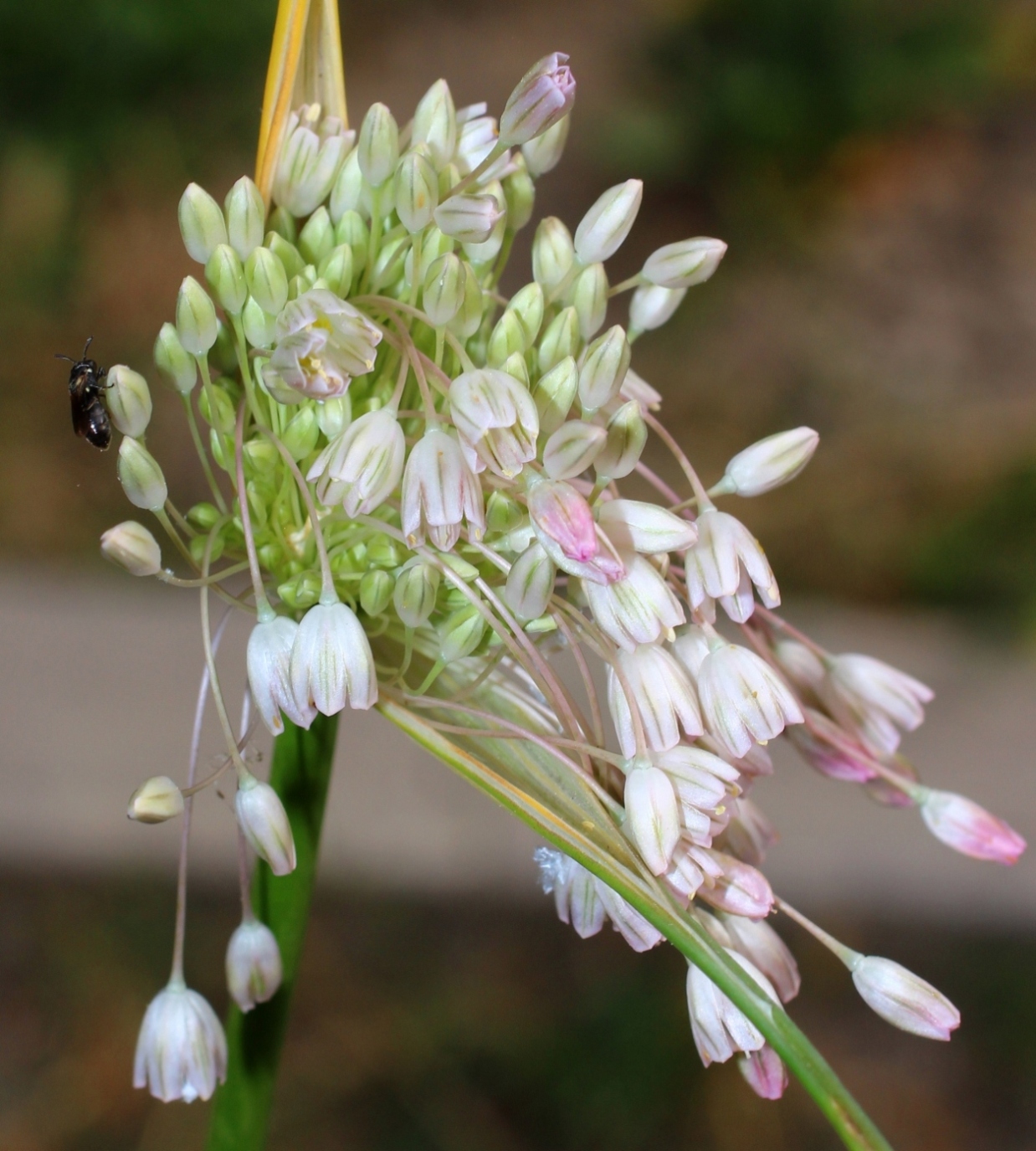 Image of Allium paniculatum specimen.