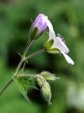 Geranium sylvaticum. Верхушка цветущего побега. Ленинградская обл., Кировский р-н, окр. сад. Восход, зеленая зона между Староладожским и Новоладожским каналами. 31.05.2014.