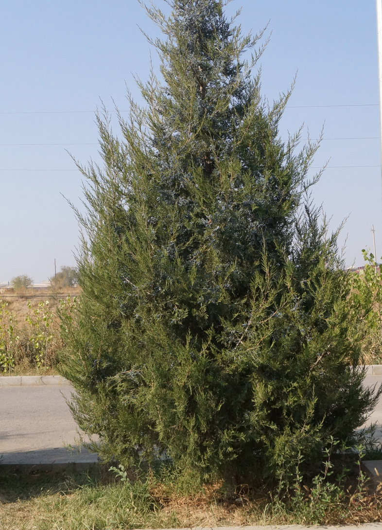 Изображение особи Juniperus virginiana.