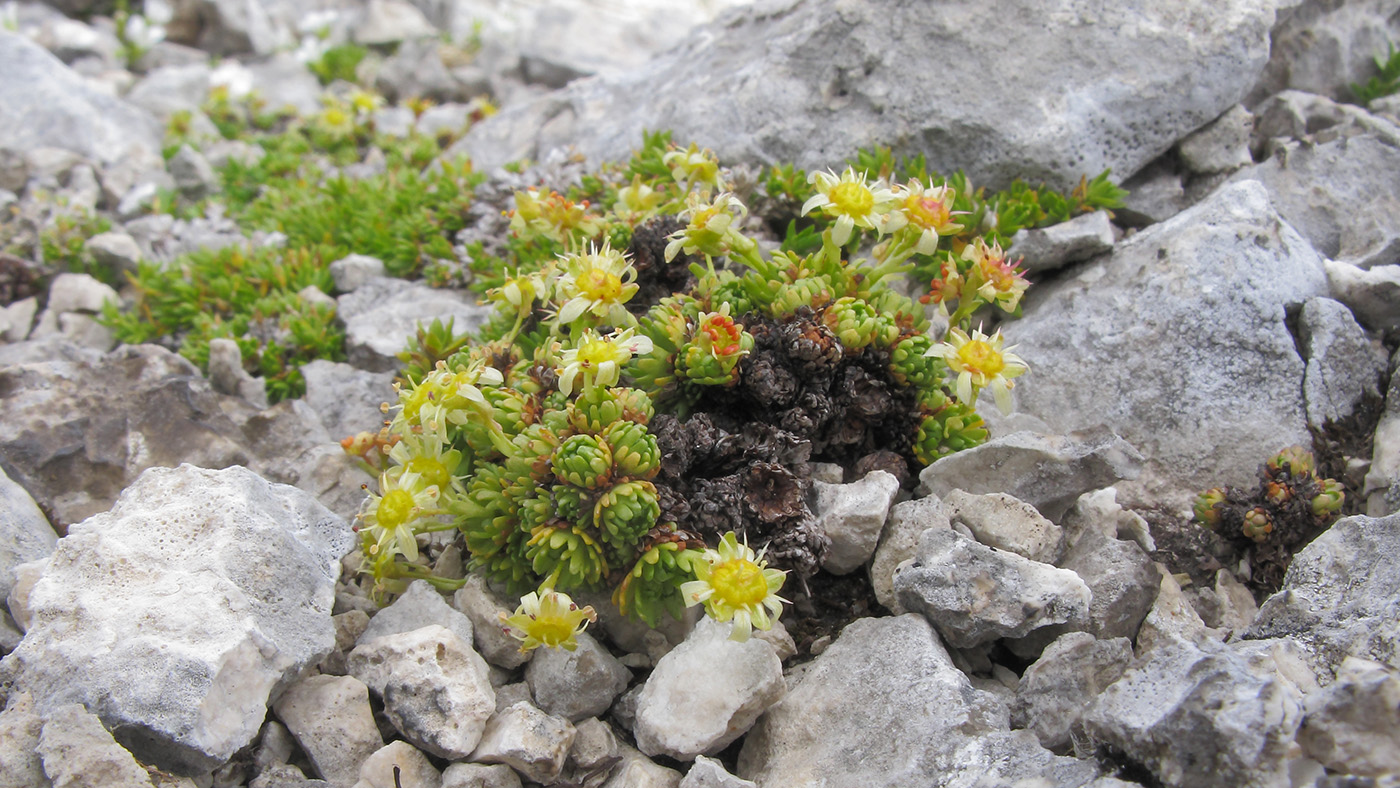 Image of Saxifraga adenophora specimen.