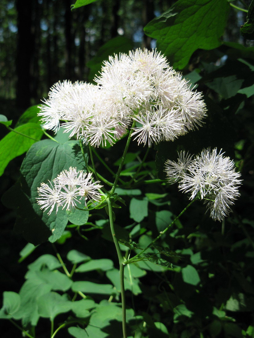 Image of Thalictrum aquilegiifolium specimen.