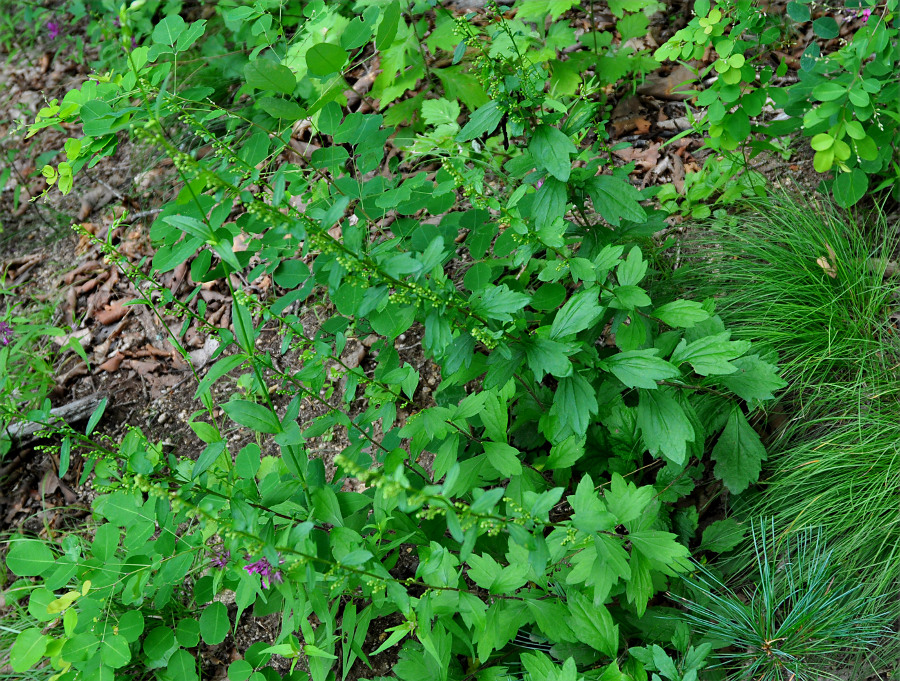 Image of Artemisia keiskeana specimen.