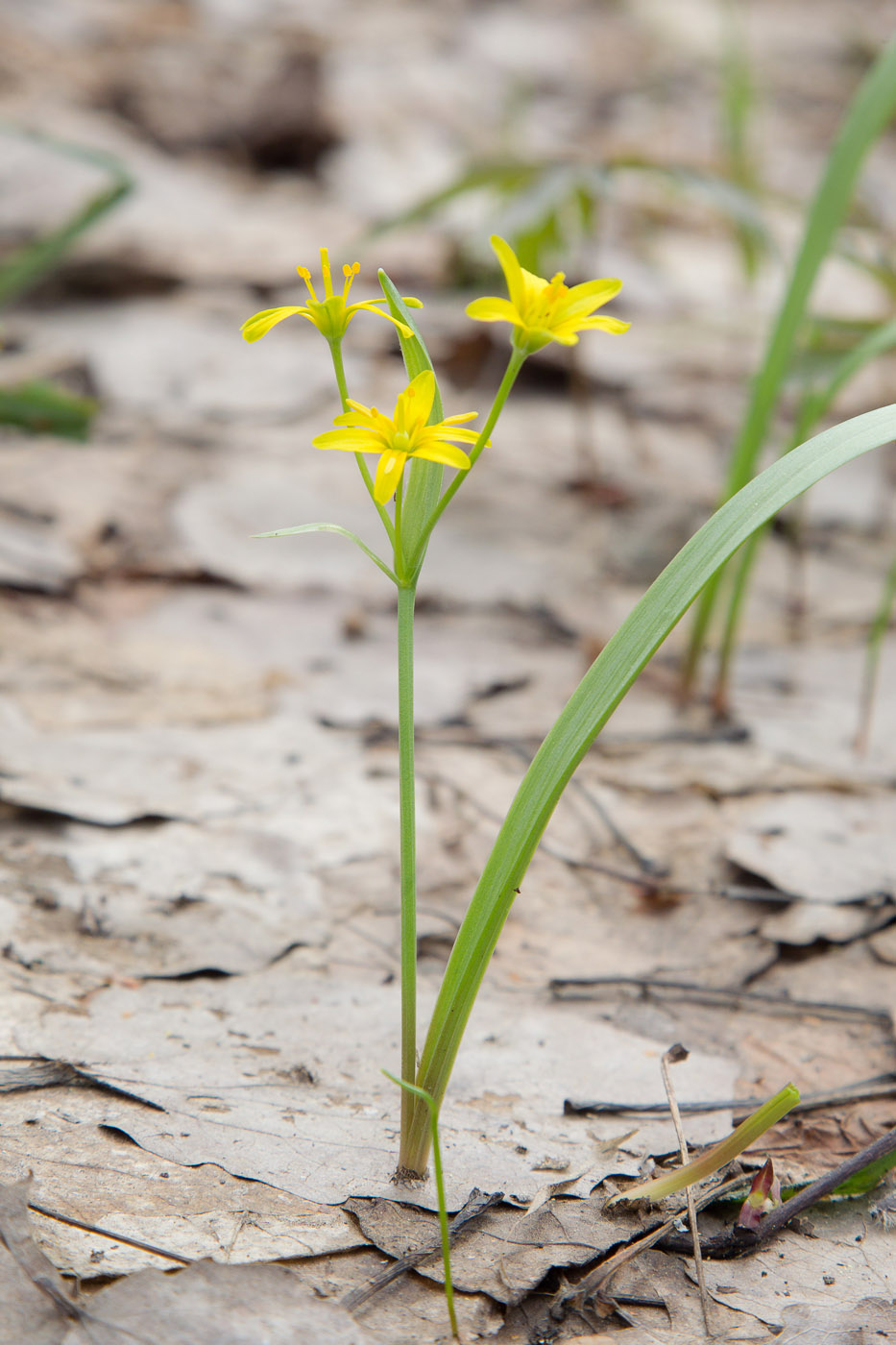 Image of Gagea lutea specimen.