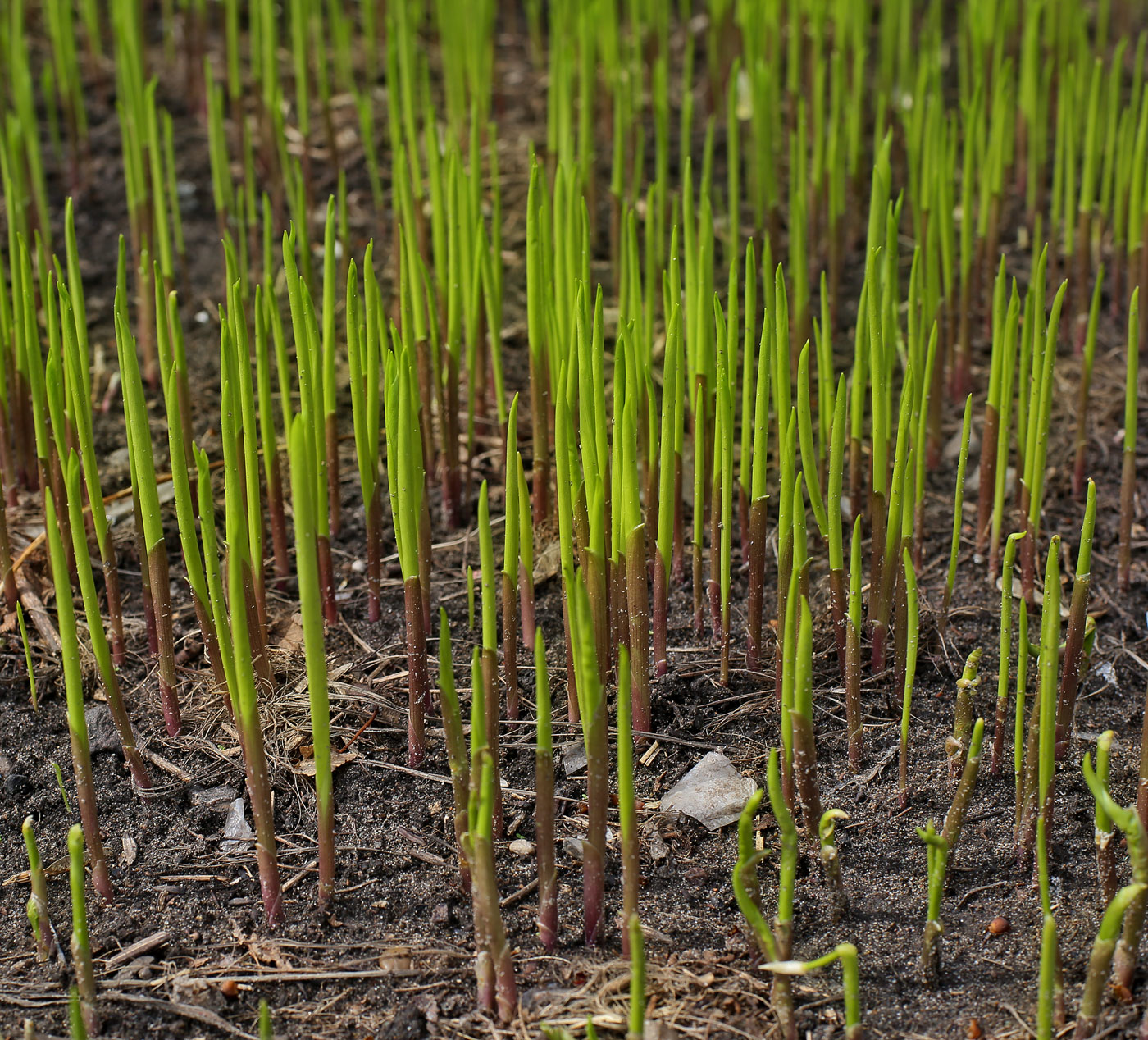 Image of Convallaria majalis specimen.
