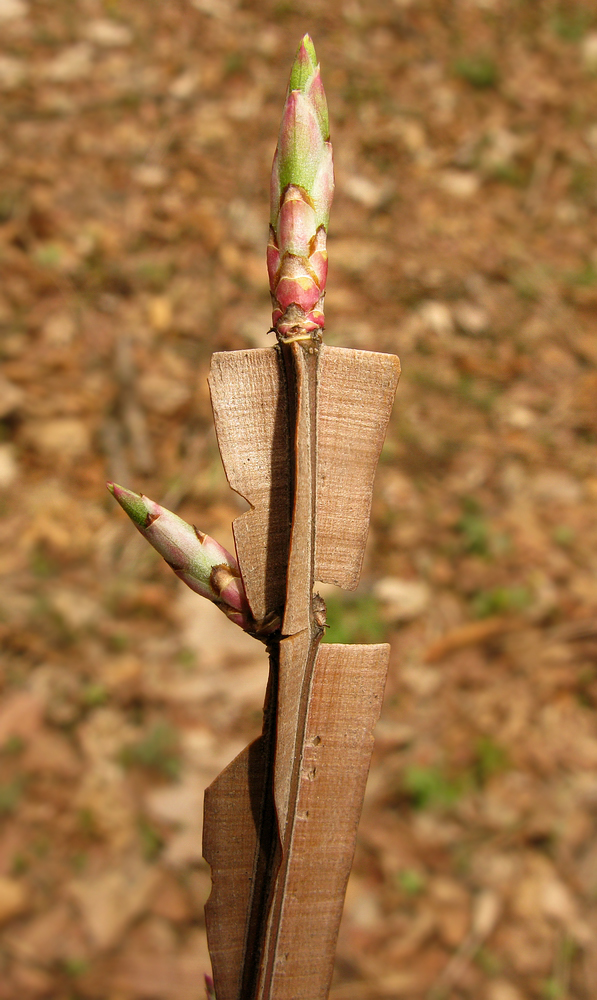 Изображение особи Euonymus sacrosanctus.