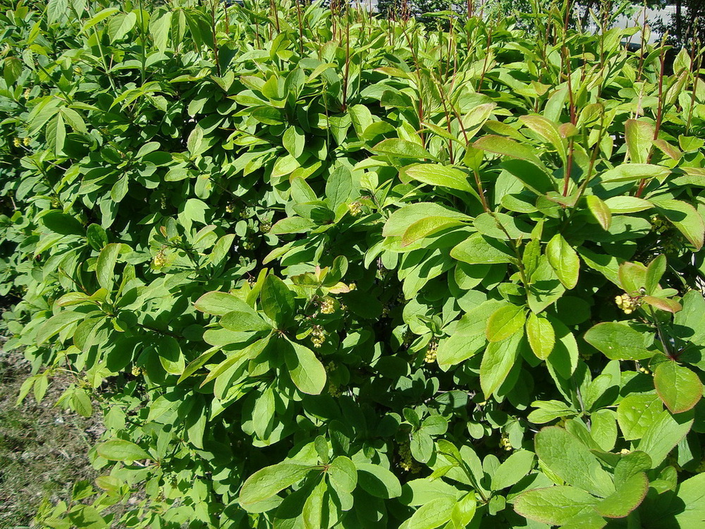 Image of genus Berberis specimen.