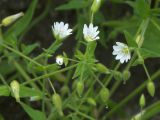 Cerastium nemorale