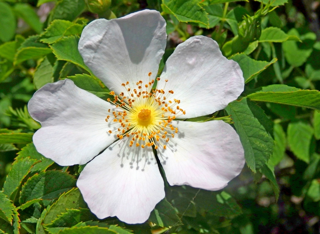 Image of genus Rosa specimen.