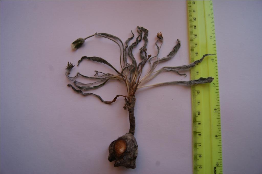 Image of Scorzonera czerepanovii specimen.
