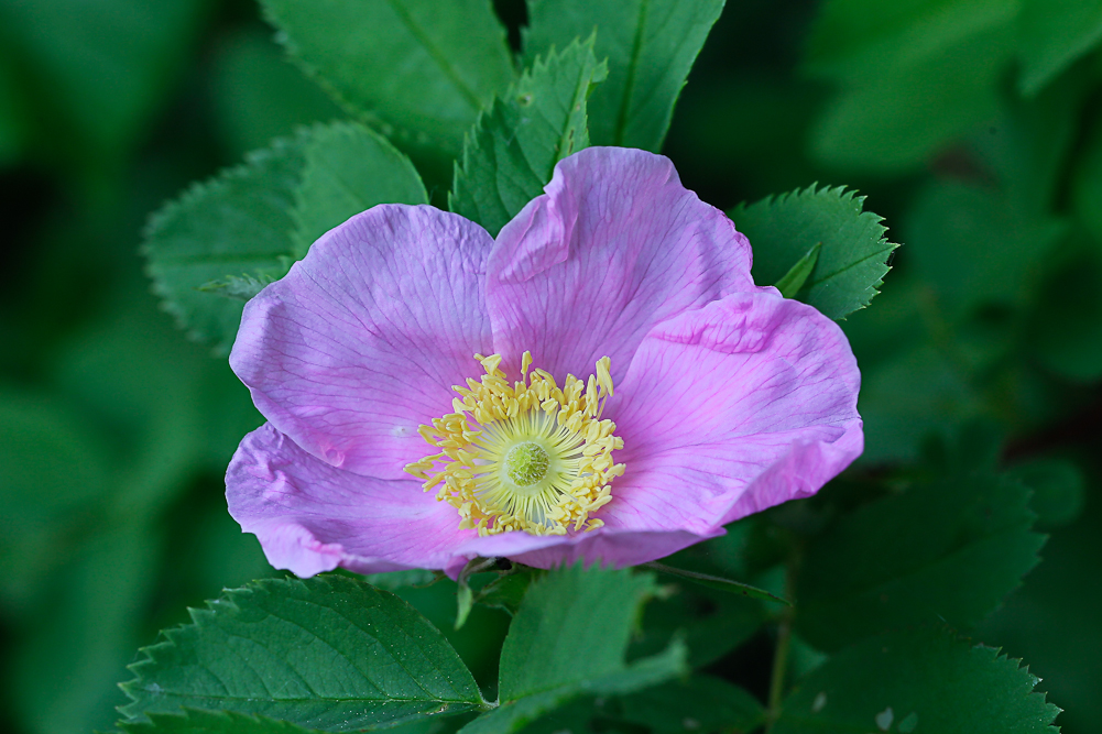 Изображение особи Rosa cinnamomea.