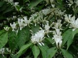 Lonicera maackii. Ветвь с соцветиями. Приморье, окр. г. Находка, у дороги. 09.06.2016.