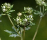 Potentilla argentea. Нераскрывшиеся соцветия. Московская обл., Раменский р-н, окр. ж.-д. платформы Хрипань, смешанный лес у ЛЭП. 13.06.2016.