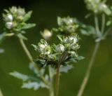 Potentilla argentea