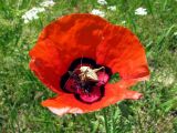 Papaver pavoninum
