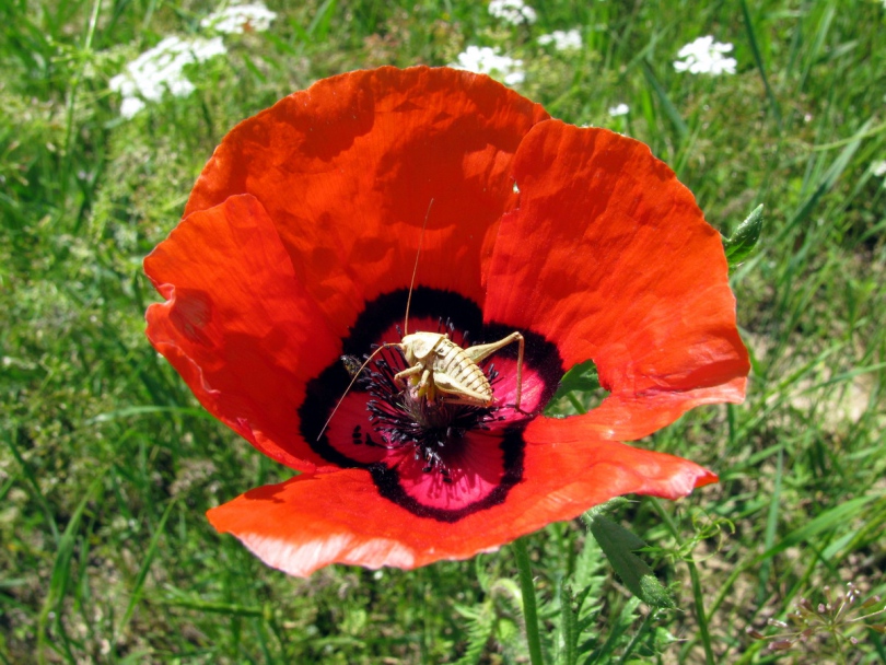 Изображение особи Papaver pavoninum.