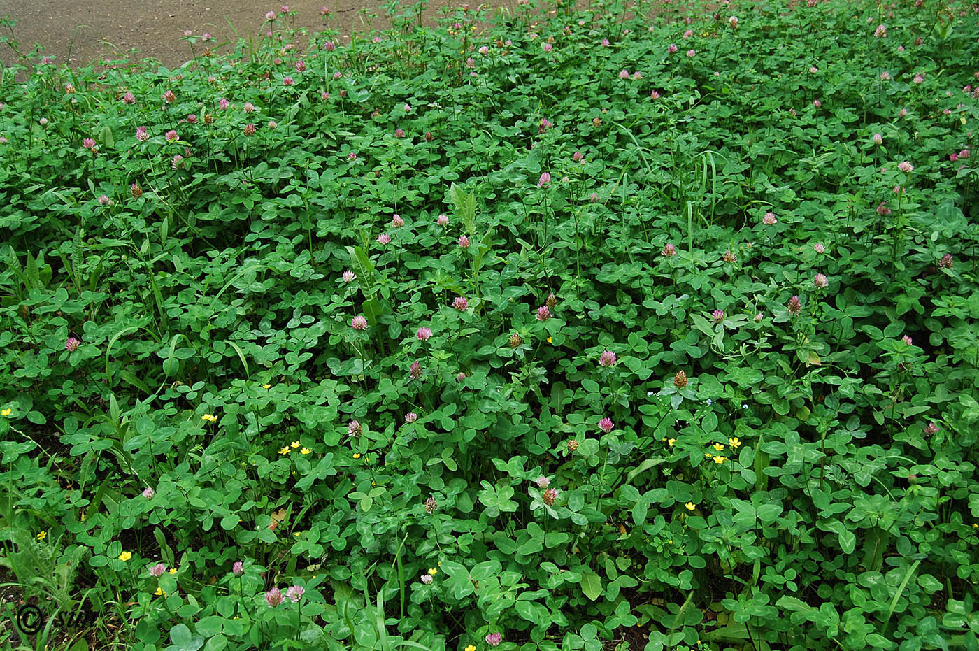 Изображение особи Trifolium pratense.