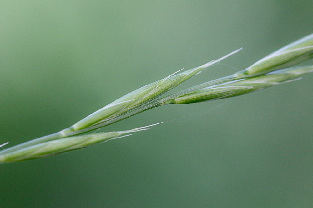 Image of Brachypodium pinnatum specimen.