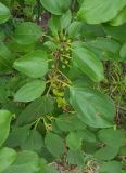 Rhamnus cathartica