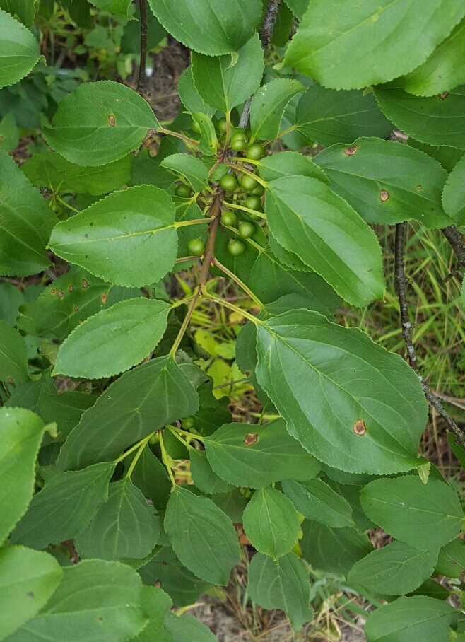 Image of Rhamnus cathartica specimen.