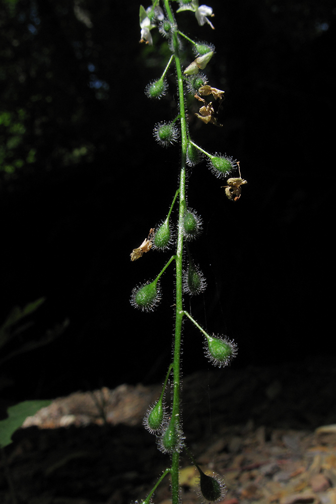 Image of Circaea lutetiana specimen.