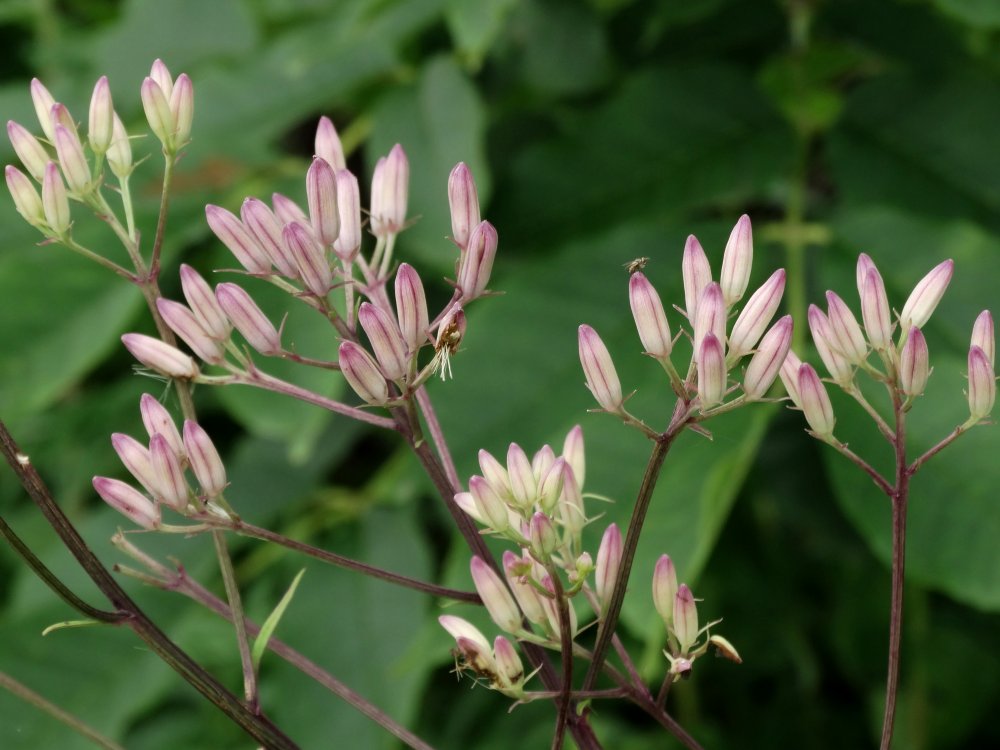 Изображение особи Syneilesis aconitifolia.