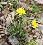 Crepis oreades