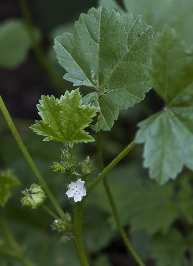 Image of Malva pusilla specimen.