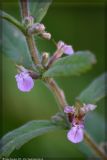Teucrium scordium