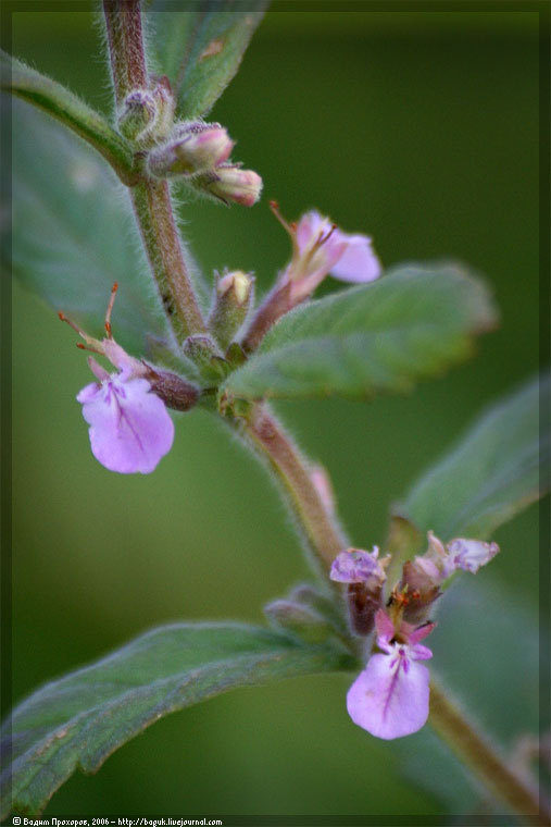 Изображение особи Teucrium scordium.