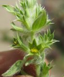 Sideritis montana