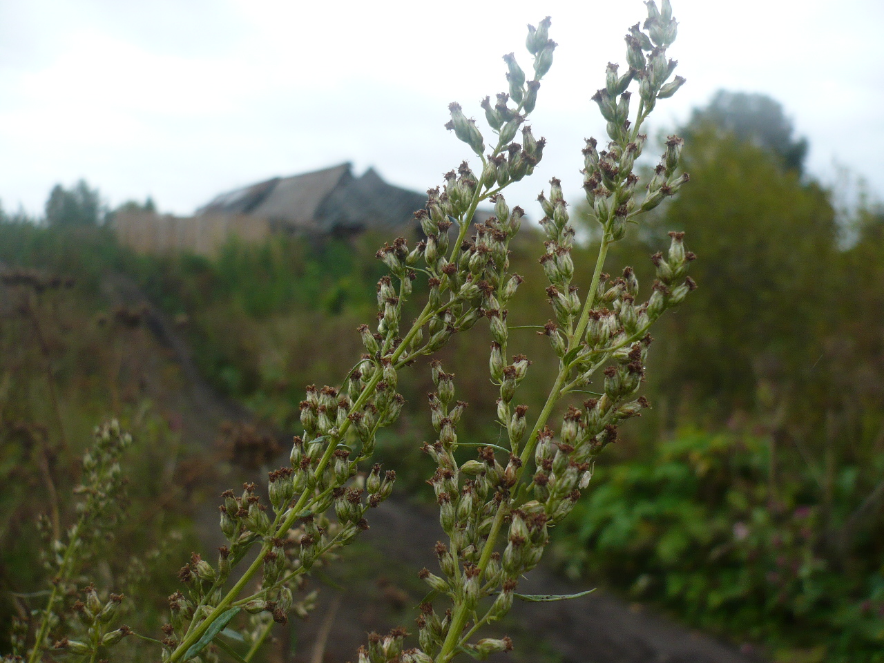 Изображение особи Artemisia vulgaris.