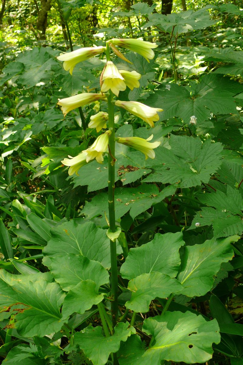 Изображение особи Cardiocrinum cordatum.