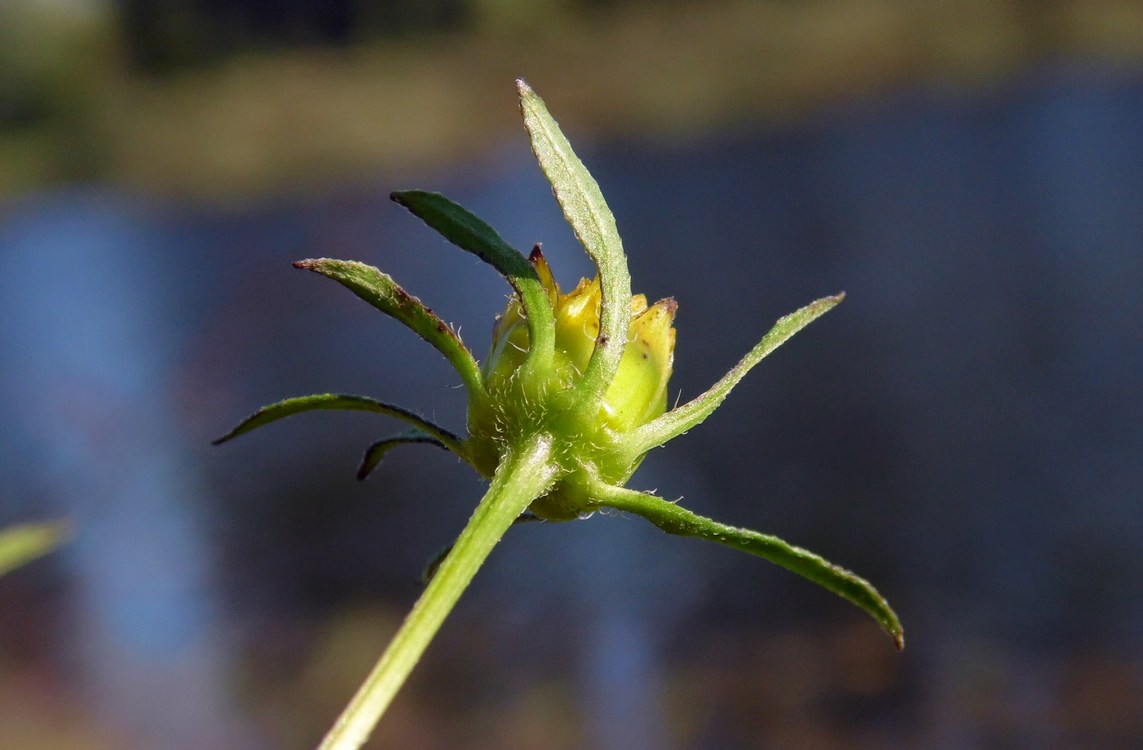 Изображение особи Bidens frondosa.