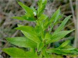 genus Phalacroloma