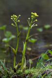 Petasites radiatus