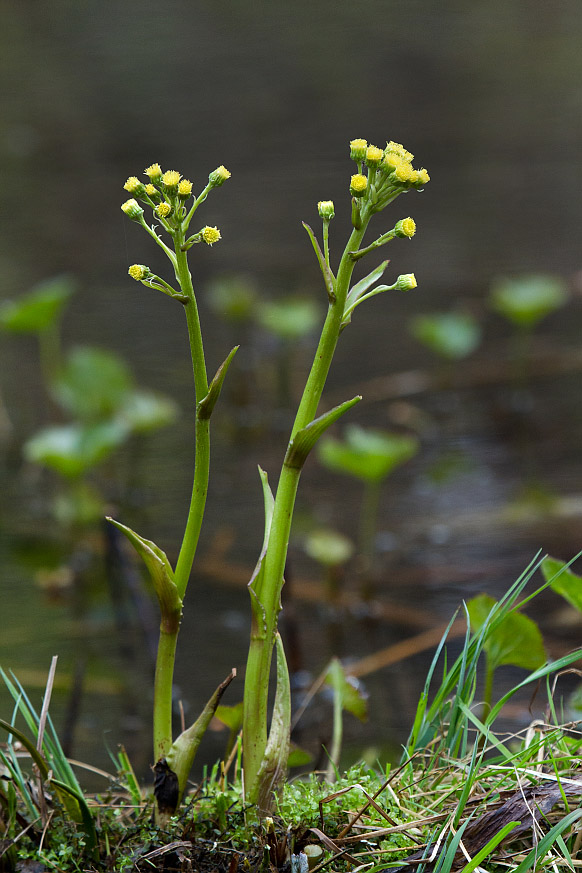 Image of Petasites radiatus specimen.