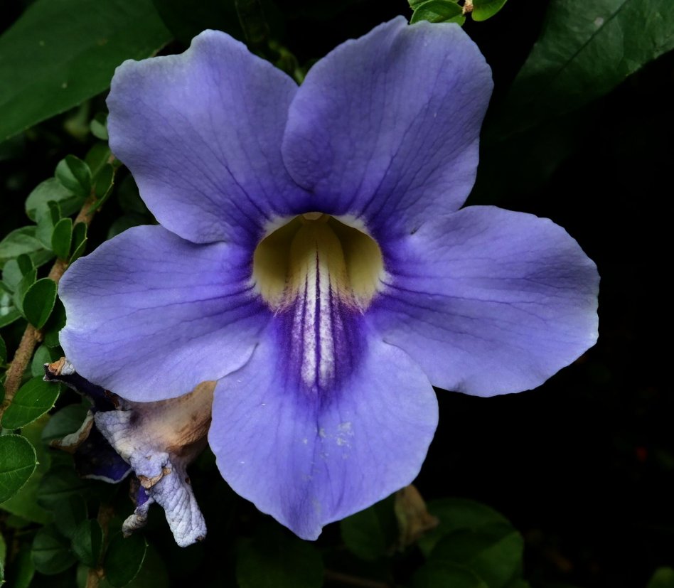 Изображение особи Thunbergia laurifolia.