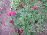 Paeonia officinalis. Цветущее растение. Тверская обл., г. Весьегонск, в культуре. 7 июня 2016 г.