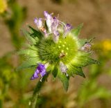 Knautia arvensis