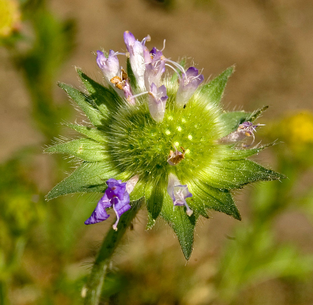 Image of Knautia arvensis specimen.