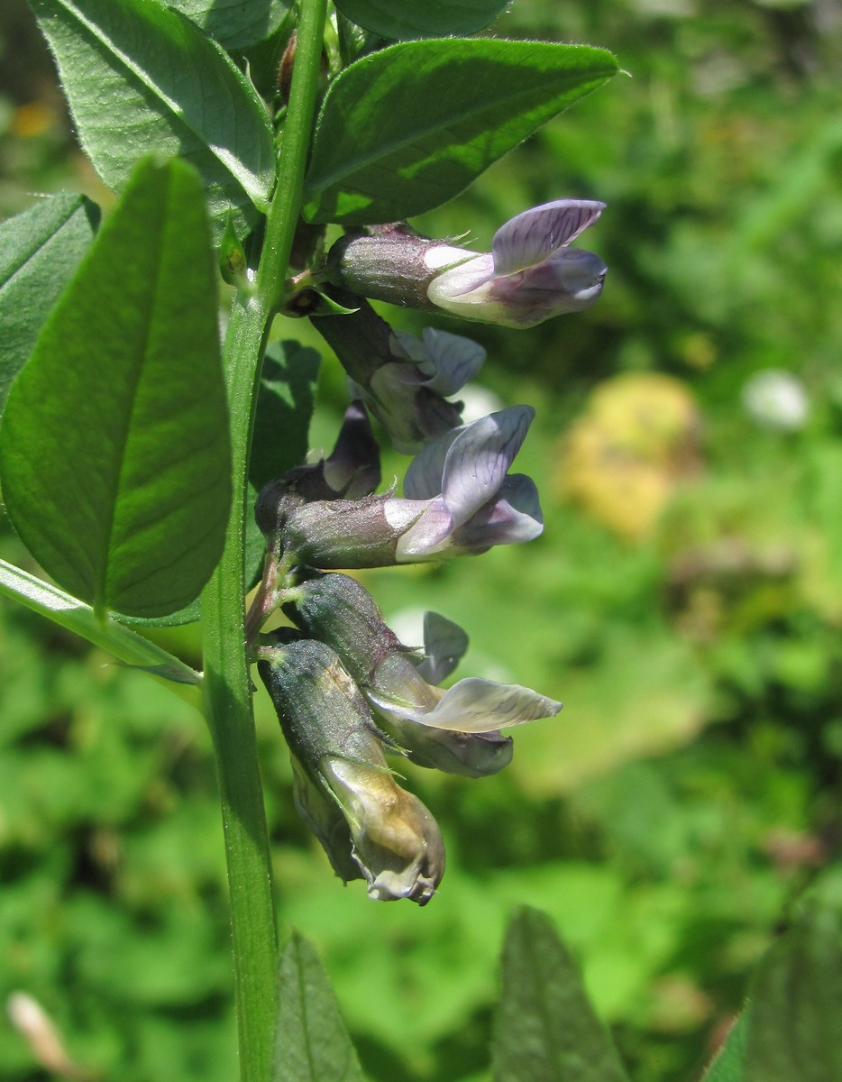 Image of Vicia sepium specimen.