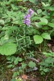 Dactylorhiza fuchsii. Цветущее растение. Свердловская обл., окр. г. Североуральск, южная окраина Колонгинского водохранилища, обочина дороги в елово-лиственнично-сосновом лесу. 26.06.2016.