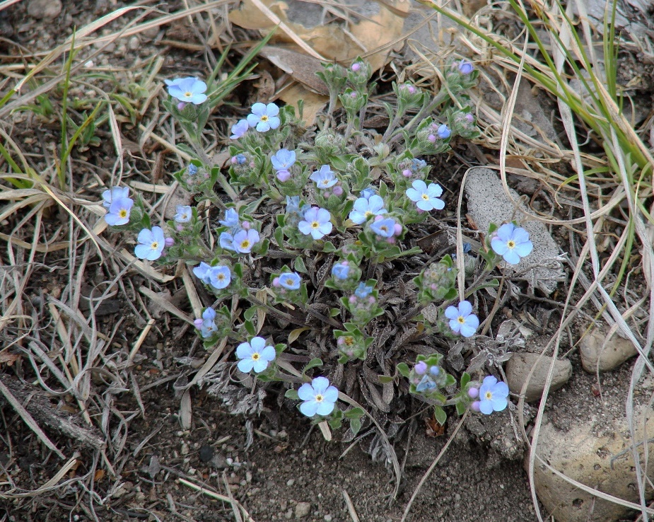 Изображение особи Amblynotus rupestris.