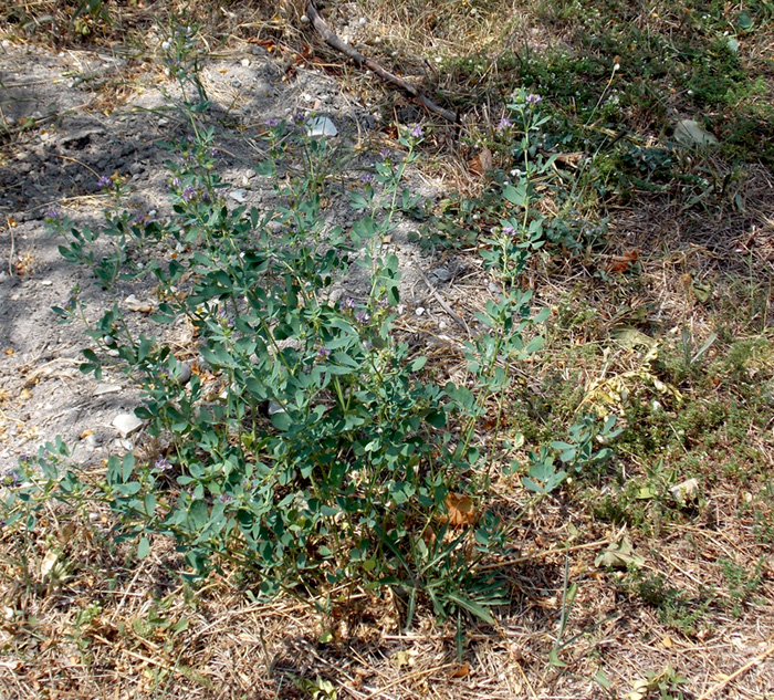 Image of Medicago &times; varia specimen.