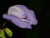 Clitoria macrophylla