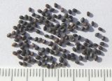 Salvia nemorosa