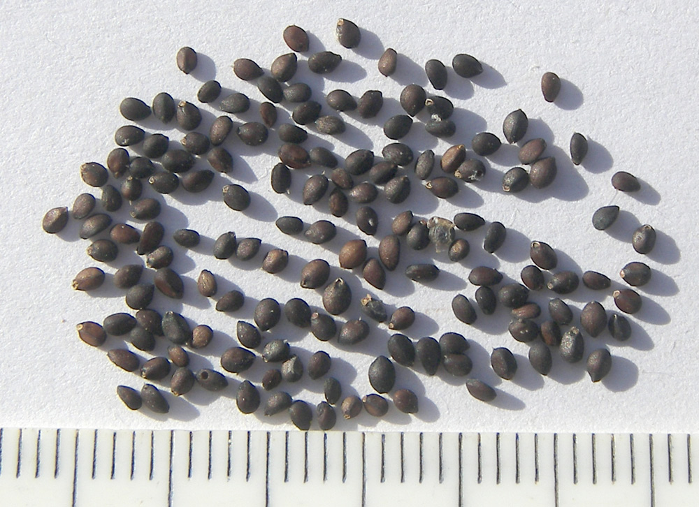 Image of Salvia nemorosa specimen.