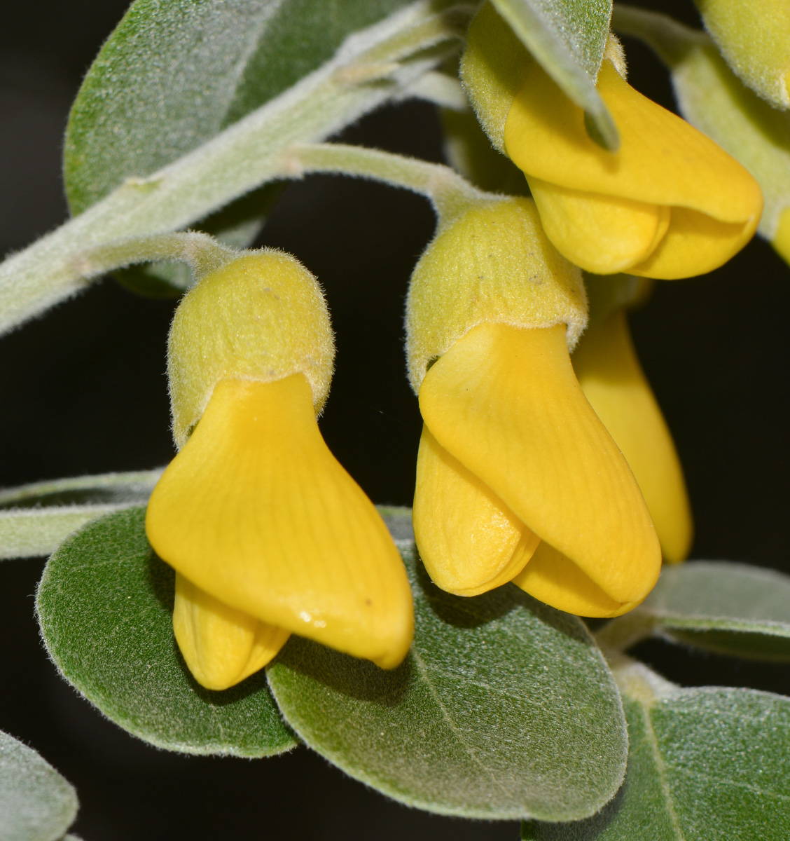 Image of Sophora tomentosa specimen.