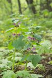 Lamium maculatum